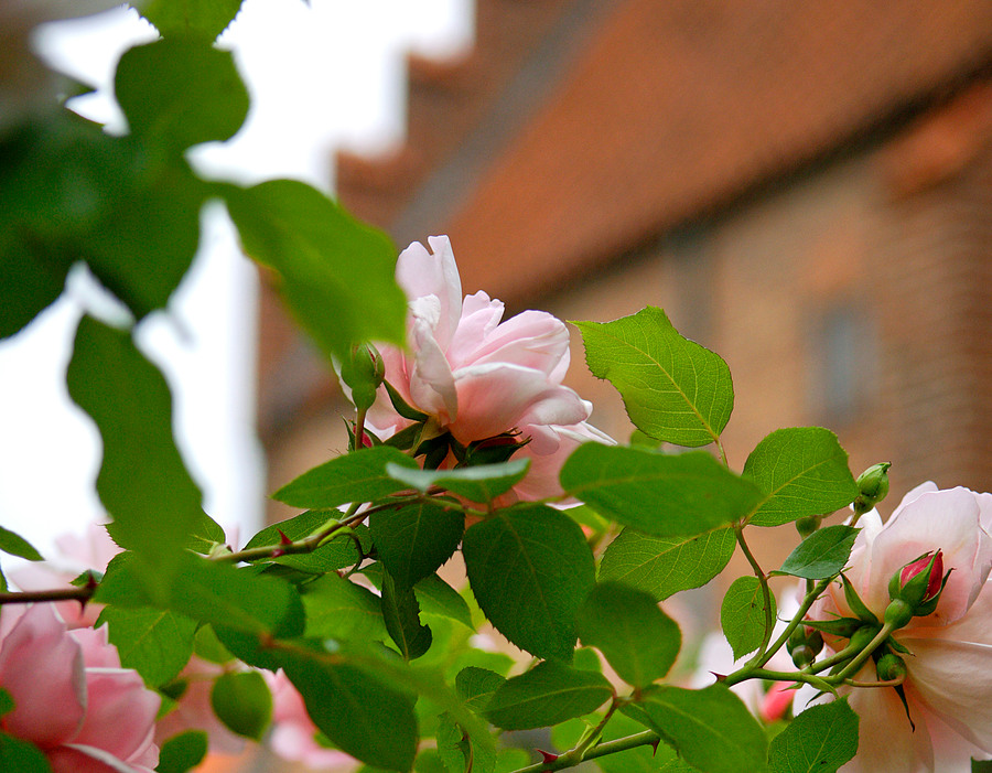 Rosa rosor i förgrunden med Klostrets orangea tegel i suddig bakgrund.
