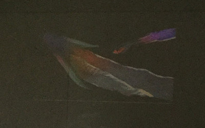 Regnbågsbläckfisk